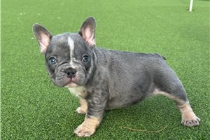 Peone - French Bulldog for sale