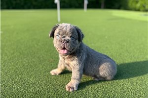 Teddy - French Bulldog for sale