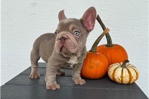 Crawford - French Bulldog for sale