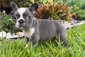 Cici - French Bulldog for sale