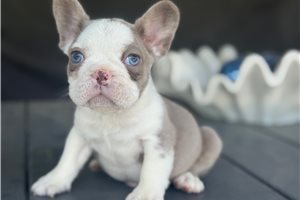 Hudson - French Bulldog for sale
