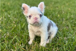 Indie - French Bulldog for sale