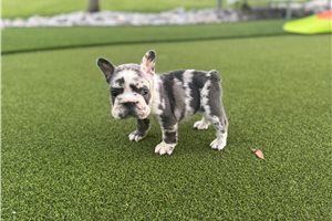 Ophelia - French Bulldog for sale