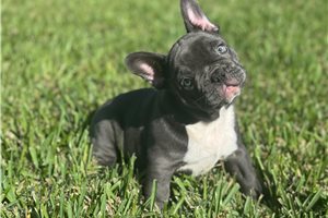 Brandi - puppy for sale