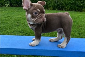 Lambcop - French Bulldog for sale