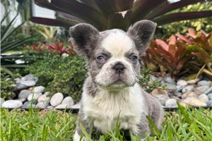 Cinder - French Bulldog for sale