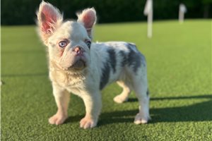 Indie - French Bulldog for sale