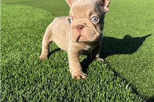 Crawford - French Bulldog for sale