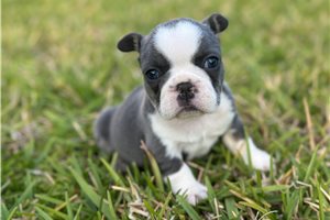 Sasha - puppy for sale