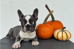 Cici - French Bulldog for sale