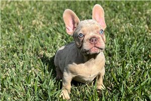 Teddy - French Bulldog for sale