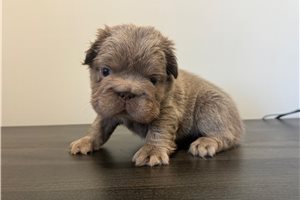 Pretty - puppy for sale