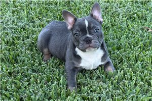 Peone - French Bulldog for sale
