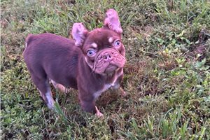 Lambcop - puppy for sale