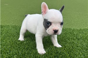 Violet - French Bulldog for sale