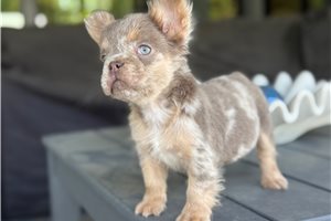 Atlas - French Bulldog for sale