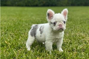 Indie - puppy for sale