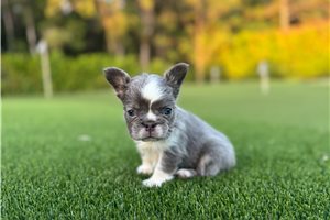 Sable - puppy for sale