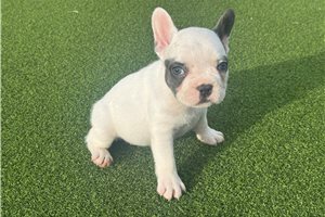 Violet - French Bulldog for sale