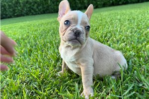 Penny - French Bulldog for sale
