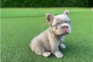 Steak - French Bulldog for sale