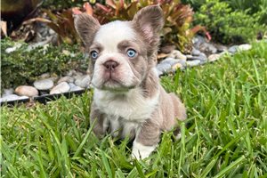 Christine - French Bulldog for sale