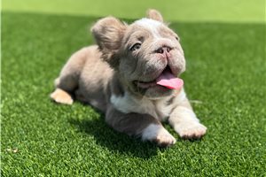 Knox - French Bulldog for sale