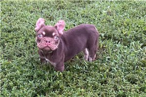 Lambcop - French Bulldog for sale