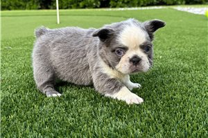 Cinder - French Bulldog for sale