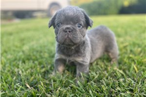 Teddy - puppy for sale