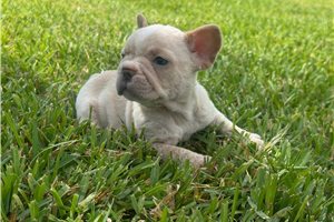 Rylie - French Bulldog for sale