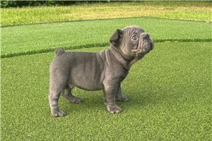 Brock - puppy for sale