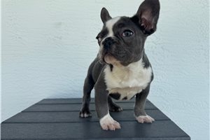 Cici - French Bulldog for sale
