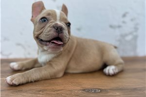 Penny - French Bulldog for sale