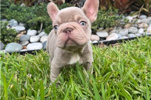 Crawford - French Bulldog for sale