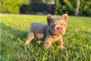 Steak - French Bulldog for sale