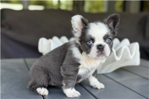 Cleo - French Bulldog for sale