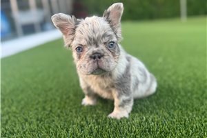 Party - French Bulldog for sale