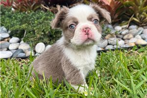Cibola - French Bulldog for sale