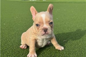 Penny - French Bulldog for sale