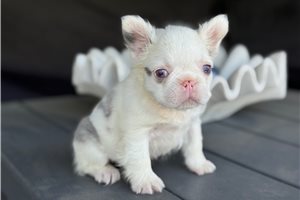 Indie - French Bulldog for sale