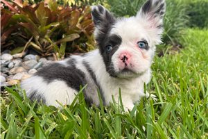 Courage - French Bulldog for sale