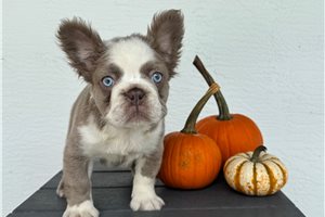 Christine - French Bulldog, placed in West Palm Beach