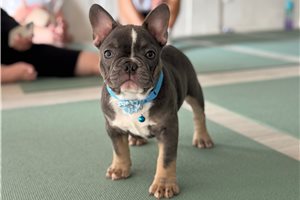 Peone - puppy for sale