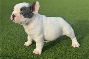 Jaxson - French Bulldog for sale