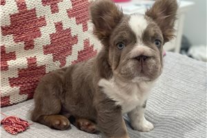 Knox - puppy for sale