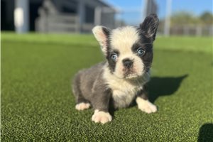 Cleo - French Bulldog for sale