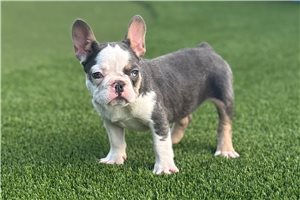 Bambi - French Bulldog for sale