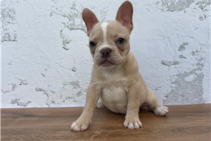 Penelope - French Bulldog for sale