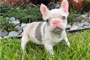 Cray - French Bulldog for sale
